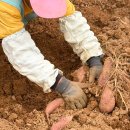 석문농장 | 당진 석문 호풍미 고구마 뿅가구마농장 수확현장에 가다