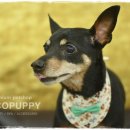 코코목욕 이미지