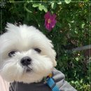 개린이집 강아지분양 고양이분양 전주본점 | 포근한 분위기의 전주강아지분양 개린이집 강아지분양 고양이분양 전주본점