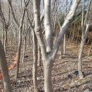 [묘목직거래장터] 동백나무 스트로브잣나무 산딸나무 청단풍 묘목판매 이미지
