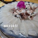 회랑 | 부평시장역 횟집 바다회랑｜제철 갑오징어회 맛본 솔직후기