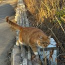 라포독 | 26년 2월 ③ 싸얌, 성심당 딸기시루막내, Untitled Goose Game, 샤브토랑, 이자카야 고우, 루드베키아...