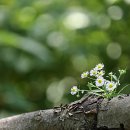 꽃이야기 이미지