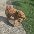 리틀파우스 이미지