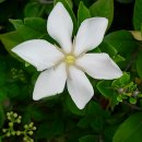 오늘 3월 19일의 꽃말은 -- 치자나무(Cape Jasmine) -- 입니다 이미지