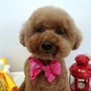 휴 애견미용 이미지