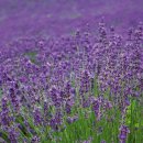 국철농장 이미지