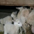 삼포목장 이미지