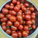 [농라][채온농장] 동양종 찐 대추방울토마토