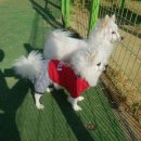 조은애견 이미지