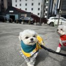 멍스쿨 전주애견유치원 애견호텔 이미지