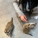 냥냥댕댕 이미지