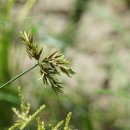 참방동사니Cyperus iria L. [비추천명 : 참방동산이] 이미지