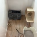 고양이는 외계인 | [부산]집사도 휴식이 필요하다/고양이 호텔링/다묘집사/부산 고양이는 외계인