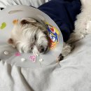 노라도라 이미지