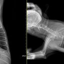 24시 아이동물메디컬센터 이미지