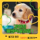 강아지발바닥 이미지