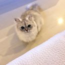 진영냥이 이미지