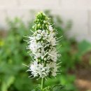 애플민트 이미지