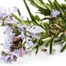 로즈마리 이미지