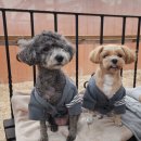 니니스테이 이미지