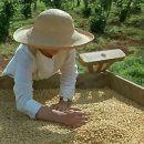 커피체리 이미지