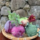 제주각시 이미지