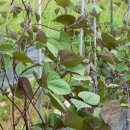 제비네 농장2 이미지