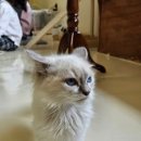 고양이 행복구역 이미지