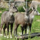 강원대학교 야생동물구조센터 이미지