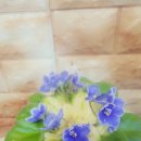 도도버드 이미지