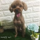 바비 애견샵 이미지