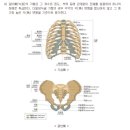체간골의 장해[골반뼈(장골, 제2천추 이하의 천골, 미골, 좌골 포함)] 이미지