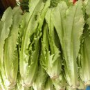 셀터스 [Celtuce; 줄기상추] 이미지