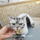 이개내고양이 이미지