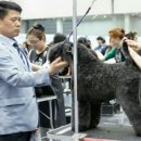 예준애견미용학원