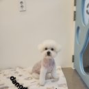 망고 애견 이미지