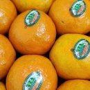 어나더 제주 이미지