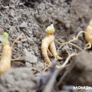 주신인삼 이미지