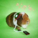 주당도가