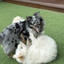 수지애견 이미지