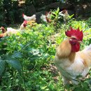 방송양계장 이미지