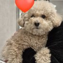 에스메디컬 | 우리쿠키 슬개골 정기검진 다녀왔어요｜에스메디컬센터 6개월 체크 후기