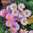 대봉초등학교 이미지