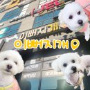 청조애견미용실 | 부산 연산동 애견미용실 이뻐지개 애견샵 후기