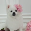 설 grooming 이미지