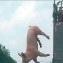 돼지날다