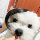 (주)잡다