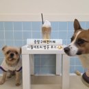 토리멍 | 중랑구 신내동 애견카페 겸 놀이방 시월에 토리 방문 후기