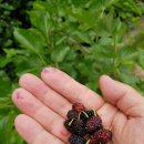 오드래산방 이미지